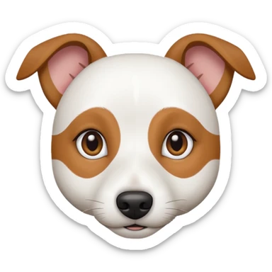 a fully white jack russell the size of a kelpie with a half white face sticker