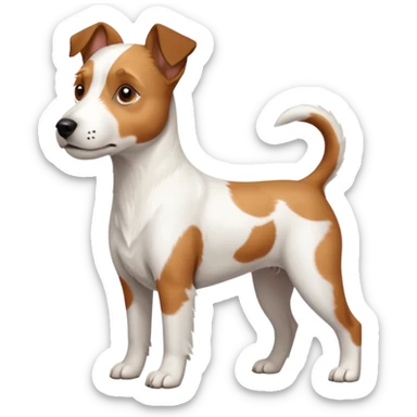 a full body large white parson russell terrier looking dog the size of a kelpie with light brown big ears and a light brown patch on one eye and a large snout sticker