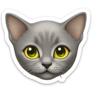 Grey Ninja Burmese kitten with yellow green eyes no clothing  sticker