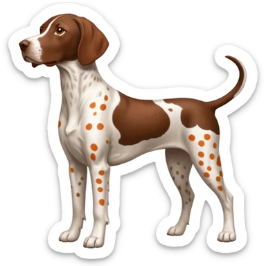 white and orange spotted german short haired pointer no tail sticker