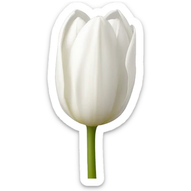Tulpe weiss  sticker