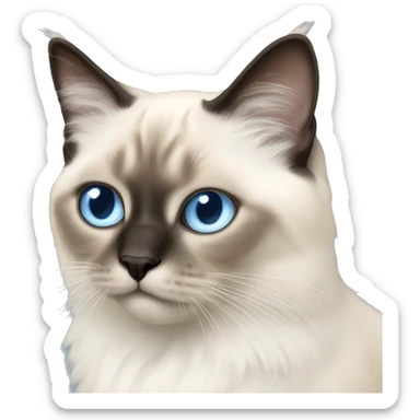 Birman cat with light blue eyes happy sticker