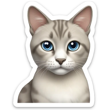 Thai breed cat with a light cream body, dark gray face, ears, and paws. Short fur, sharp ears, striking light blue eyes  sticker