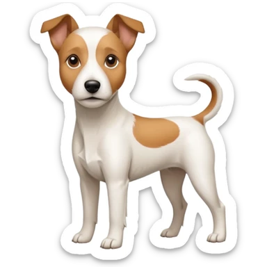 a full body large white parson russell terrier looking dog the size of a kelpie with light brown big ears and a light brown patch on one eye and a large snout sticker