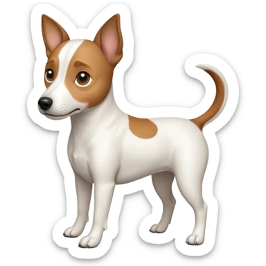 a full body white jack russel looking dog the size of a kelpie with light brown ears and a light brown patch on one eye, flopped down ears and a large snout sticker