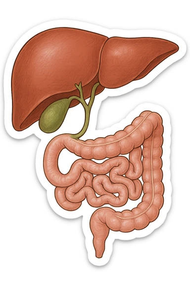 Connessione, fegato , intestino e cistifellea sticker