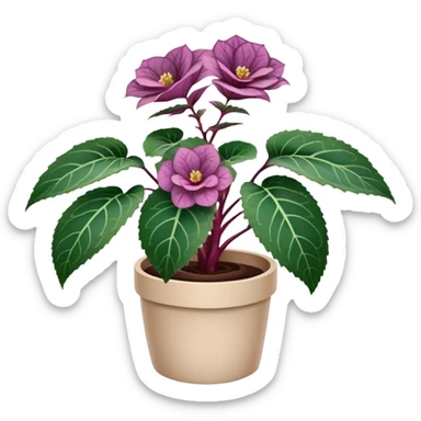 Begonia Rex plant in beige pot with only foliage, no flowers. Each leaf has dark green color, purple edges, white spots in middle, and clear spiral pattern at center where leaf grows sticker