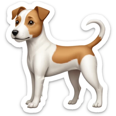 a full body large white parson russell terrier looking dog the size of a kelpie with light brown long ears and a light brown patch on one eye and a large snout sticker