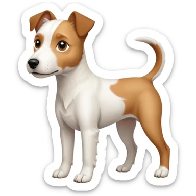 a full body large white parson russell terrier looking dog the size of a kelpie with light brown long ears and a light brown patch on one eye and a large snout sticker