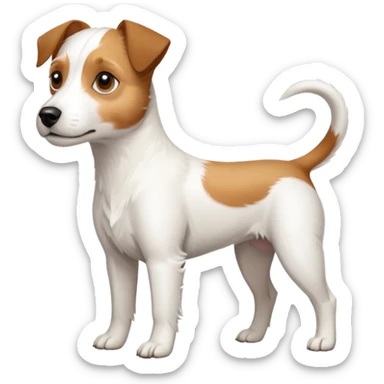 a full body slightly chubby white parson russell terrier looking dog the size of a kelpie with light brown long ears and a light brown patch on one eye and a large snout. the rest of the dog is completely white sticker