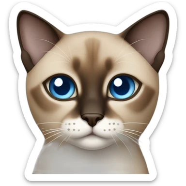Light brown and black siamese Cat with blue eyes and white chin sticker