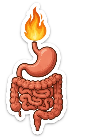 intestino e stomaco sono collegati, con una fiamma che brucia sopra, isolate su sfondo bianco sticker