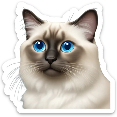 blue eye birman cat, pink nose sticker