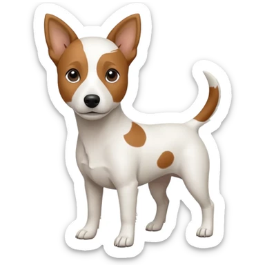 a fully white jack russell the size of a kelpie with a half white face sticker