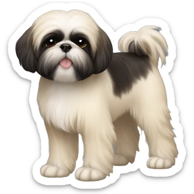 black Shih-Tzu cream chest and feet and bushy light eyebrows. He is a puppy  sticker