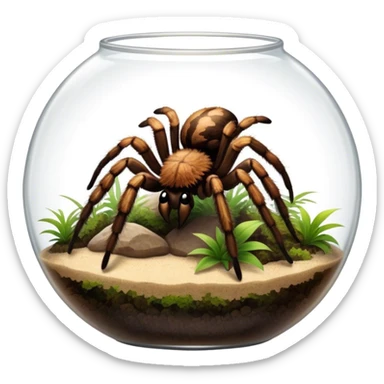 Close-up collage of a pet spider like tarantula, inside a large terrarium. Soft natural lighting highlights their textures and details. Transparent background sticker