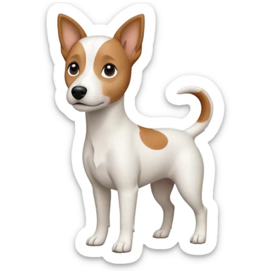 a fully white jack russell the size of a kelpie with floppy ears and a half white face sticker
