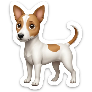 a full body white jack russel looking dog the size of a kelpie with light brown ears and a light brown patch on one eye, flopped down ears and a large snout sticker