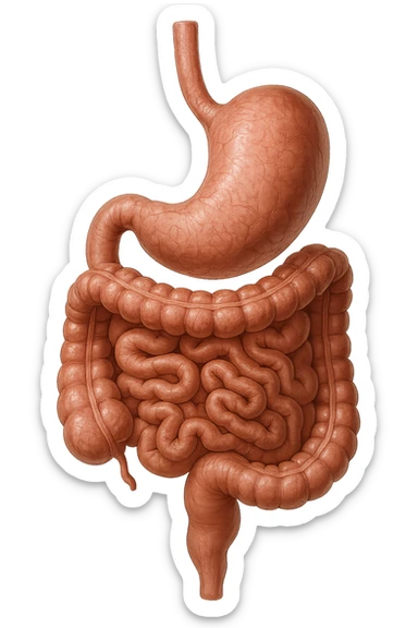 stomaco e intestino sono collegati, colore naturali, iperrealistico 4k sticker