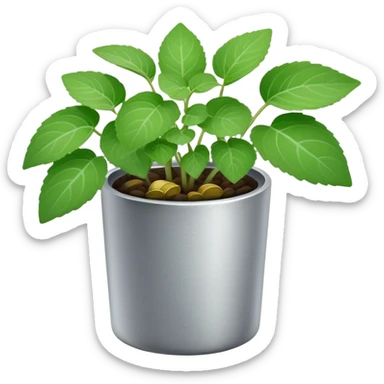Young sprouts of Plectranthus Verticillatus with perfectly circular coin-shaped leaves in a silver metallic pot sticker