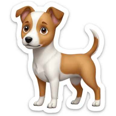 a full body white jack russel looking dog the size of a kelpie with light brown ears and a light brown patch on one eye and a large snout sticker