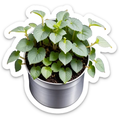 Young sprouts of Plectranthus Verticillatus with perfectly circular coin-shaped leaves in a silver metallic pot sticker