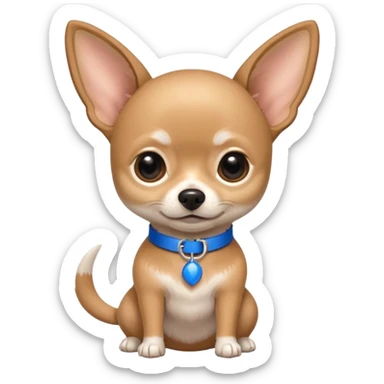 Fawn Chihuahua with a blue tail and a collar, the nickname "pivchik" is on the collar sticker