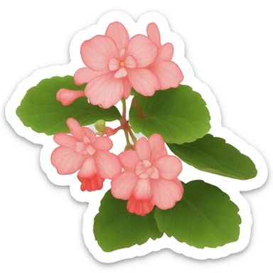 begonia sticker