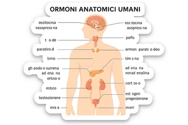 ORMONI ANATOMICI UMANI sticker