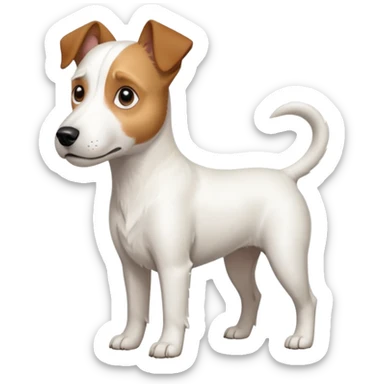 a full body large white parson russell terrier looking dog the size of a kelpie with light brown long ears and a light brown patch on one eye and a large snout sticker