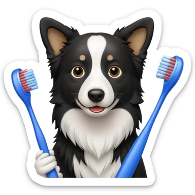 border collie black and white holding a blue toothbrush sticker