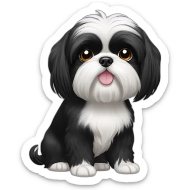 black Shih-Tzu with a white chest sticker
