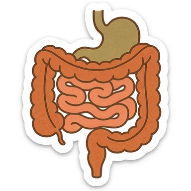 Anatomical illustration of the human digestive system, showing the colon, small intestine, and large intestine. Smooth 3D style, soft shading, clean and simple design.
 sticker