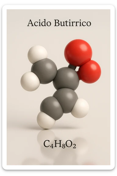 a detailed space-filling model of butyric acid, with each atom color-coded (carbon: gray, hydrogen: white, oxygen: red). The molecule is centered and slightly rotated to show depth, with a subtle reflection on the surface below. The name “Acido Butirrico” and the formula C4H8O2 appear as clear labels. sticker