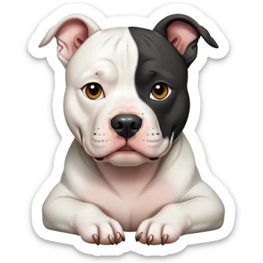 american pit-bull terrier white face black ears  sticker