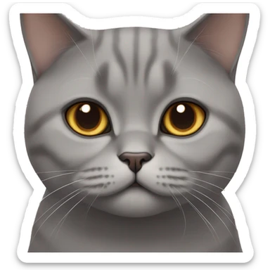 British shorthair cat with brown eyes  sticker