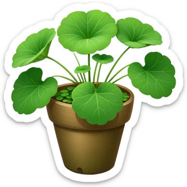 centella asiatica sticker