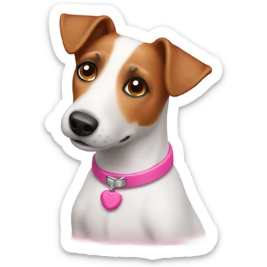 Old Jack Russell dog with pink collar  sticker