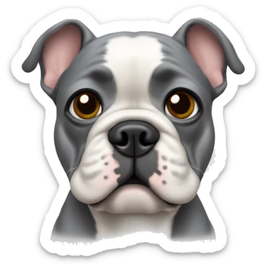 a grey french bulldog with a whit chest path sticker