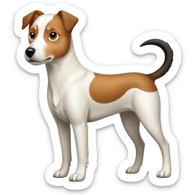 a full body large white parson russell looking dog the size of a kelpie with light brown flapped down ears and a light brown patch on one eye and a large snout sticker