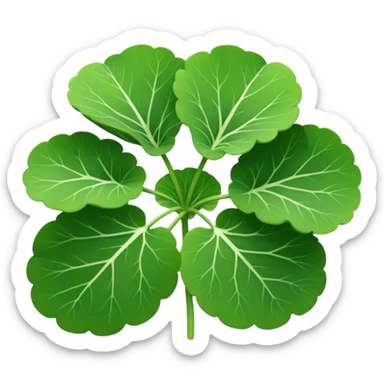 Centella asiatica  sticker