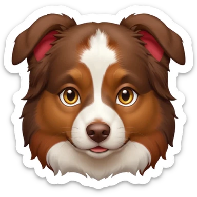 A tri color Australian shepherd with a chocolate brown base coat, red/gold fur on his eyebrows and snout/cheeks, a white chest, and gold eyes sticker