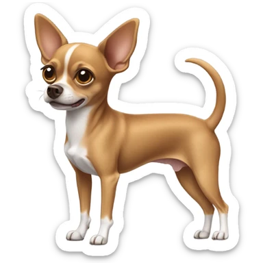 Brown chihuahua mix. He has skinny legs and ears that partially flop over like a rat terrier sticker