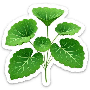 centella asiatica sticker