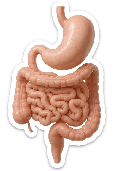 stomaco e intestino sono collegati, colore chiaro, iperrealistico 4k sticker