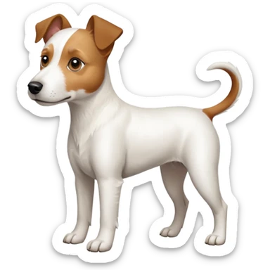 a full body large white parson russell terrier looking dog the size of a kelpie with light brown long ears and a light brown patch on one eye and a large snout sticker