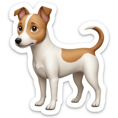 a full body white jack russel looking dog the size of a kelpie with light brown ears and a light brown patch on one eye and a large snout sticker