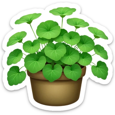 Centella asiatica  sticker