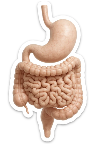 stomaco e intestino sono collegati, colore chiaro, iperrealistico 4k sticker