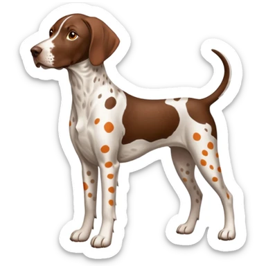 white and orange spotted german short haired pointer no tail sticker